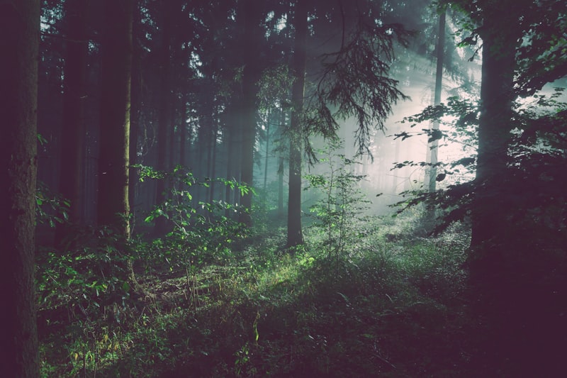 Sunlight through forest trees